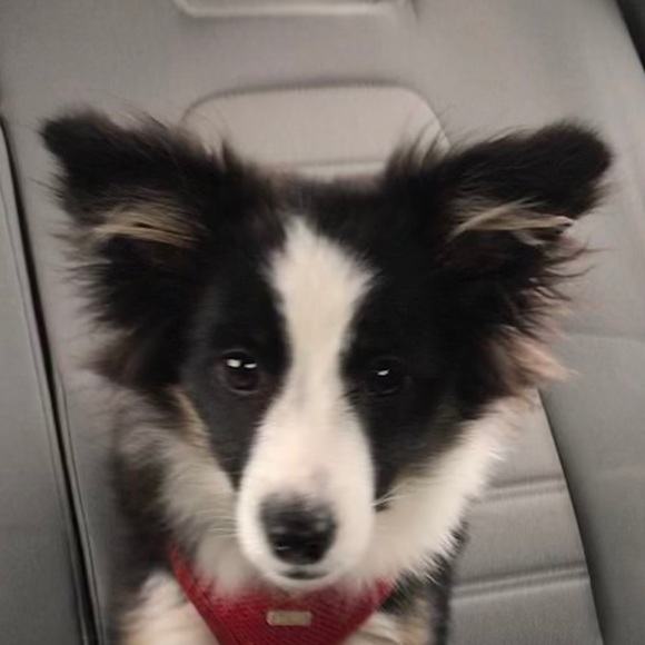 Meet your Posher, Madeleine - Picture 1 of 1